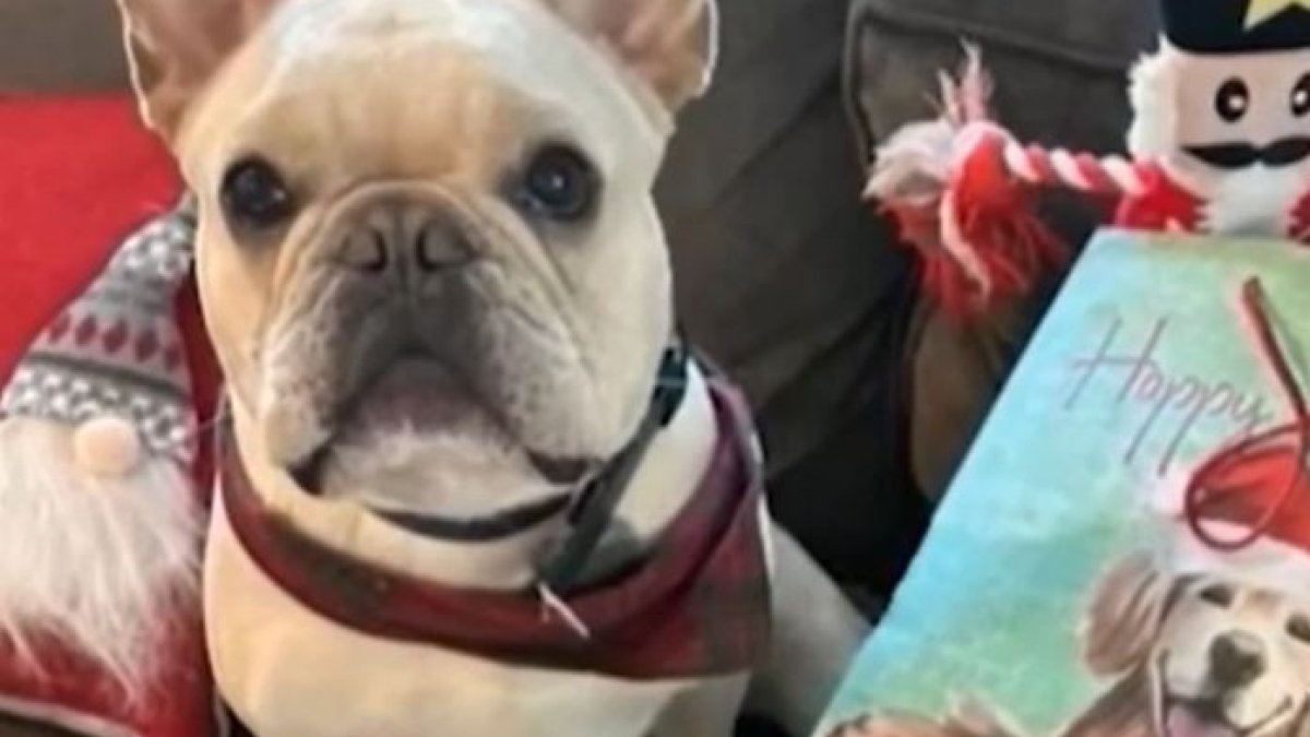 Dog deaths Trainer charged in California and Connecticut NBC Bay Area