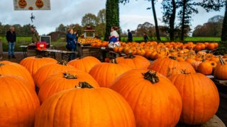 Line-up of pumpkins in the Netherlands, on Oct. 27, 2024.