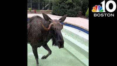 WATCH: Moose rescued from NH pool