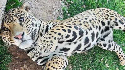 Rescuers reveal tragic background of trafficked jaguar cub abandoned in Alpine