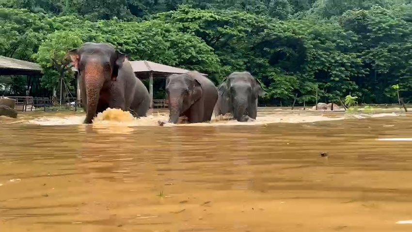 Elephants trudge through flood waters