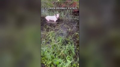 Trooper saves dog tied to fence as Hurricane Milton rolls in