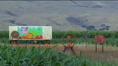 Popular Morgan Hill pumpkin patch causes issues for local farmers