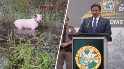 Gov. DeSantis announces owner of dog chained to post during Hurricane Milton identified, charged with animal cruelty