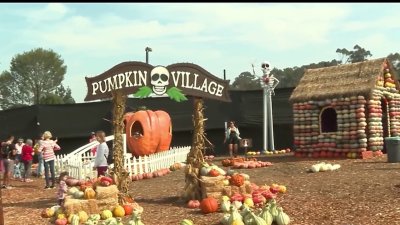 Celebrating 37 years of LA's beloved Mr. Bones Pumpkin Patch