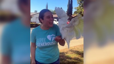 Exotic bird stolen from Concord store reunited with owner