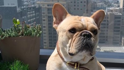 SF man speaks out since filing lawsuit alleging French bulldog died on Alaska Airlines flight