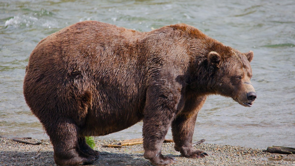 Online voting in Alaska’s Fat Bear Week contest starts NBC Bay Area