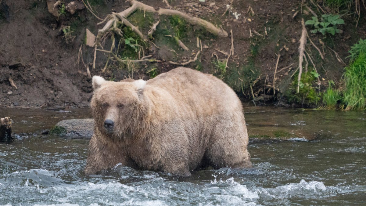 Who won 2024 Fat Bear Contest? Meet twotime winner Grazer NBC Bay Area