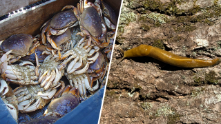 Dungeness crab and a banana slug.