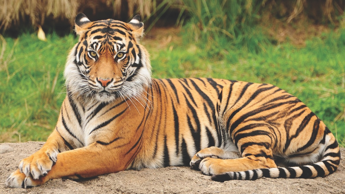 Bird flu outbreak kills dozens of tigers in Vietnam zoos NBC Bay Area