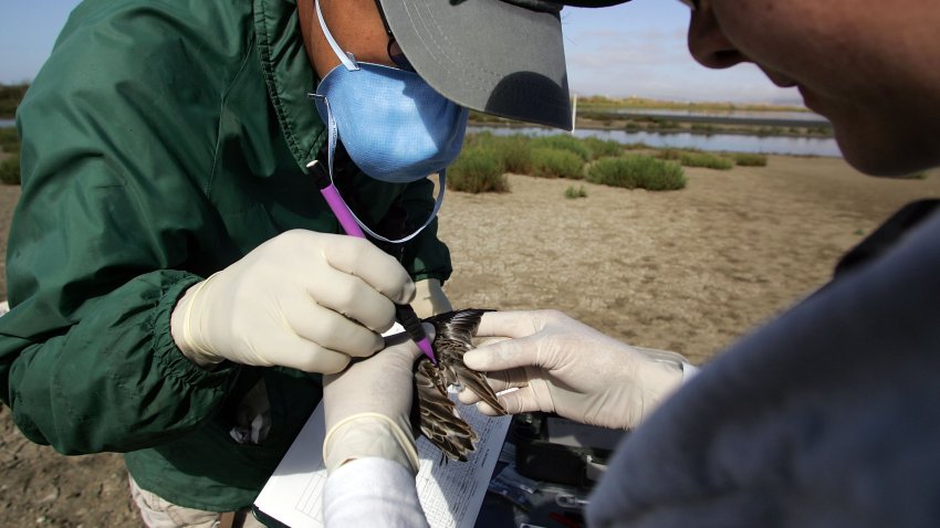 SONOMA, CA – AUGUST 16:  USGS Biologist Science Tech Brooke Hill (R) and wetlands biologist Leonard Liu (L) examine a Western Sandpiper as they test it for the highly pathogenic H5N1 avian influenza August 16, 2006 in Sonoma, California. Officials from the USGS are beginning to test migratory birds arriving from Alaska as part of a multi-million dollar nationwide effort to detect the highly pathogenic H5N1 avian influenza in migratory birds.  (Photo by Justin Sullivan/Getty Images)