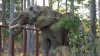 Oakland Zoo's last elephant arrives at his new home in Tennessee