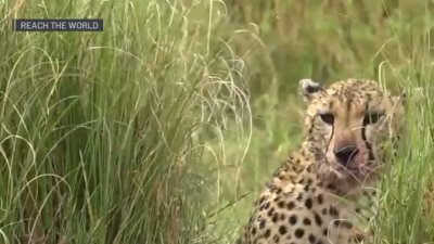 California woman continues work in Africa on cheetah conservation