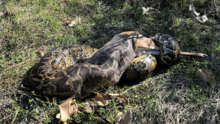 Female Burmese python measuring 14.8’ (4.5m) and weighing 115.2 lbs (52.3 kg) consuming a white-tailed deer weighing 76.9 lbs (34.9 kg) in southwestern Florida.