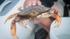 Dungeness crab season kicks off across Bay Area