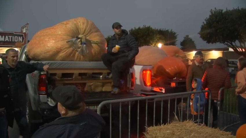 Pumpkin growers await the annual weigh off in Half Moon Bay. (Oct. 14, 2024)