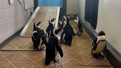  WATCH: Florida Aquarium moves feathered residents to higher ground