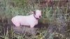 Florida highway trooper rescues dog tied to fence as Hurricane Milton approaches