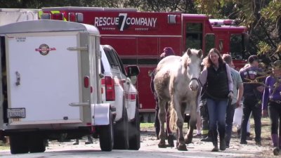 Firefighters rescue horse from deep mud in Woodside