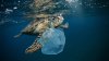 Plastic pollution causing a sea of trouble