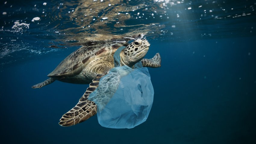 Underwater concept of global problem with plastic rubbish floating in the oceans. Hawksbill turtle in caption of plastic bag