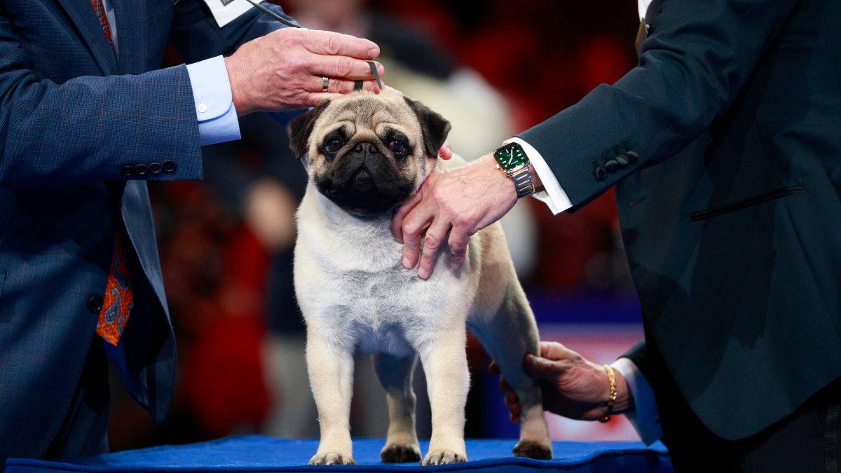 2024 National Dog Show How winner Vito the pug made history NBC Bay Area