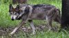 Environmentalists concerned after protected Mexican wolf dies in Arizona