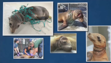 The Marine Mammal Center, headquartered on the coast of Sausalito, has treated more than 20,000 ailing animals, including those entangled in plastic.