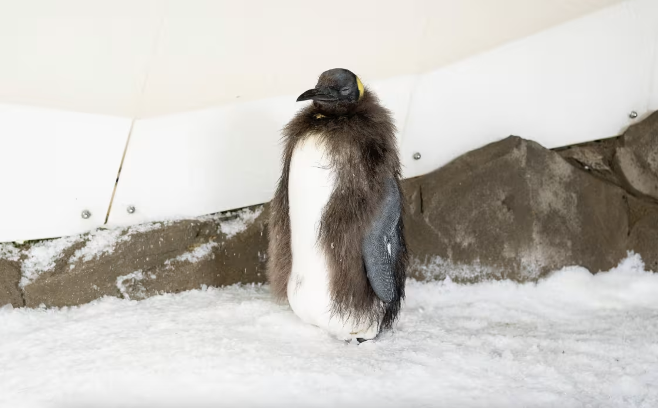 pesto-the-viral-baby-penguin-is-shedding-his-brown-feathers-nbc-bay-area
