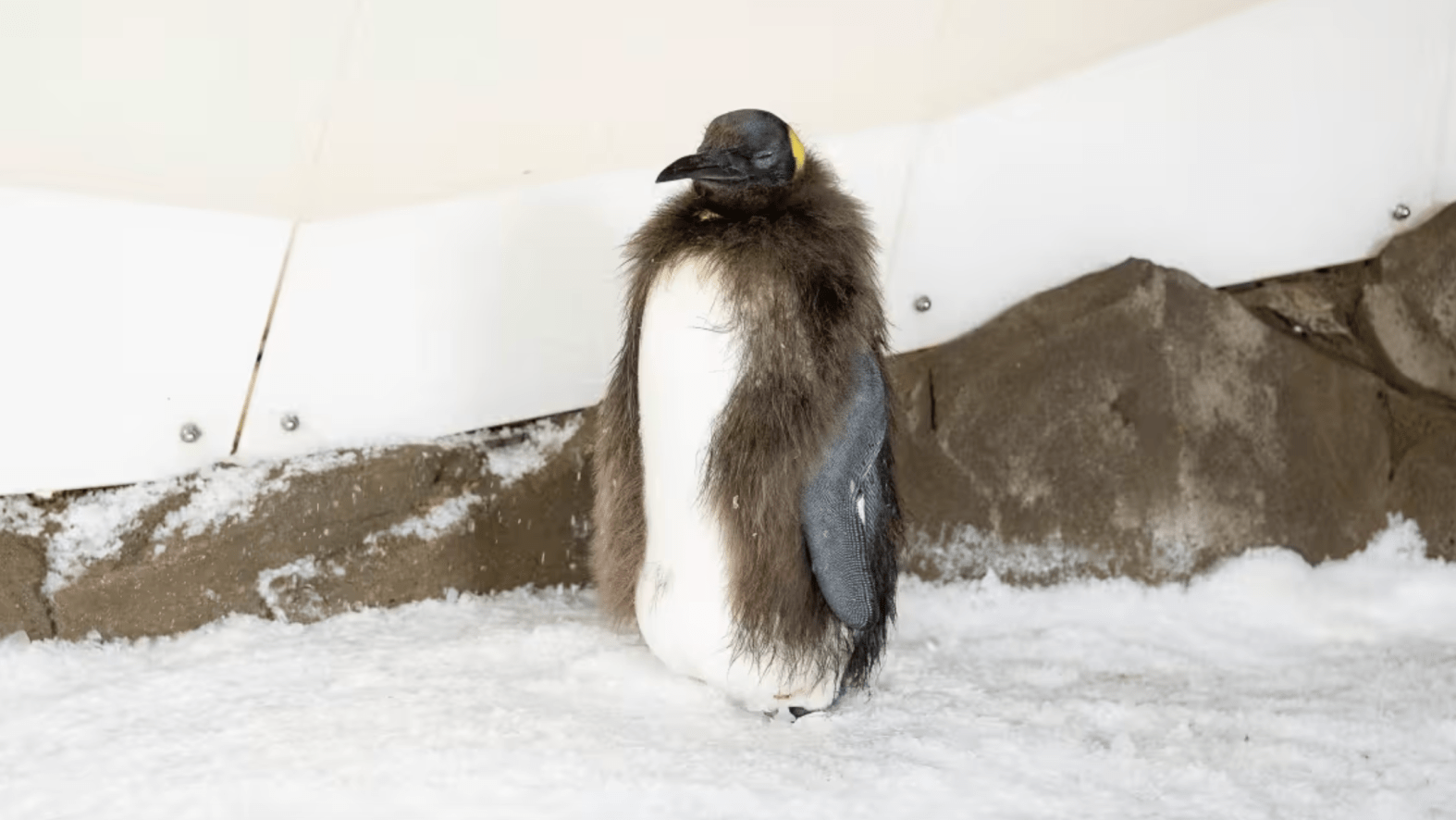 Pesto The Viral Baby Penguin Is Shedding His Brown Feathers NBC Bay Area pesto-the-viral-baby-penguin-is-shedding-his-brown-feathers-nbc-bay-area