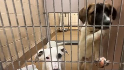 Contra Costa County Animal Shelter well over capacity, needs public's help