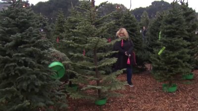 Christmas trees stressed in warmer climate