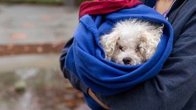 Humane Society Silicon Valley waiving pet adoption fees after fire