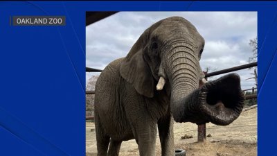 Donna the elephant, who moved from Oakland Zoo in 2023, dies Christmas Eve