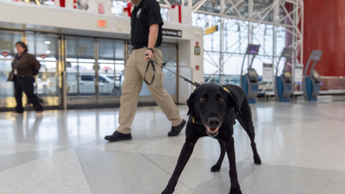 TSA unveils 2025 canine calendar NBC Bay Area