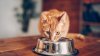 After cat dies from bird flu infection, experts caution against raw pet food