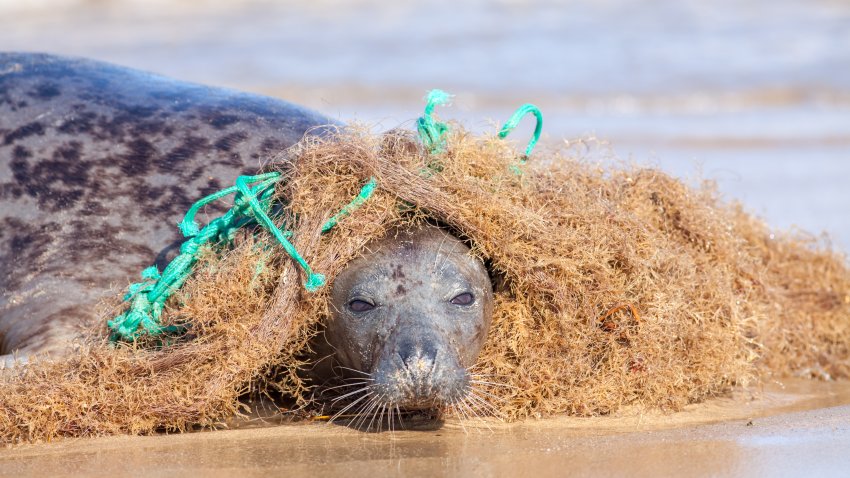 Plastic marine pollution. Seal caught in tangled nylon fishing net. This curious wild animal was attracted to the rope and net and enjoyed playing with it but did come into difficulty as it wrapped around the body.