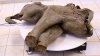 Discovery of 50,000-year-old baby mammoth a big boon to researchers