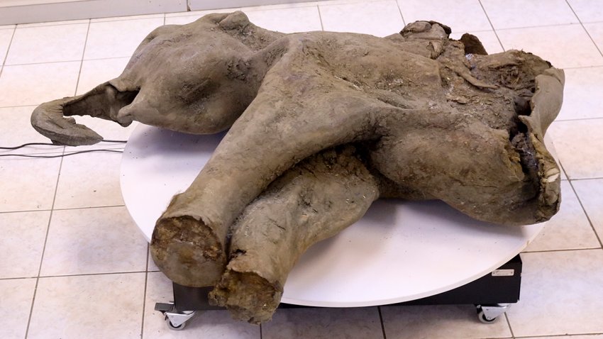 In this photo released by the Mammoth Museum at the Russian North-Eastern Federal University on Monday, Dec. 23, 2024, the remains of a 50,000-year-old baby mammoth uncovered by melting permafrost in Russia's Siberia, is displayed.