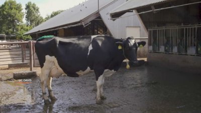 Feeding cattle seaweed reduces methane gas emissions