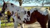 California woman arrested after 27 dead horses are found during search warrant