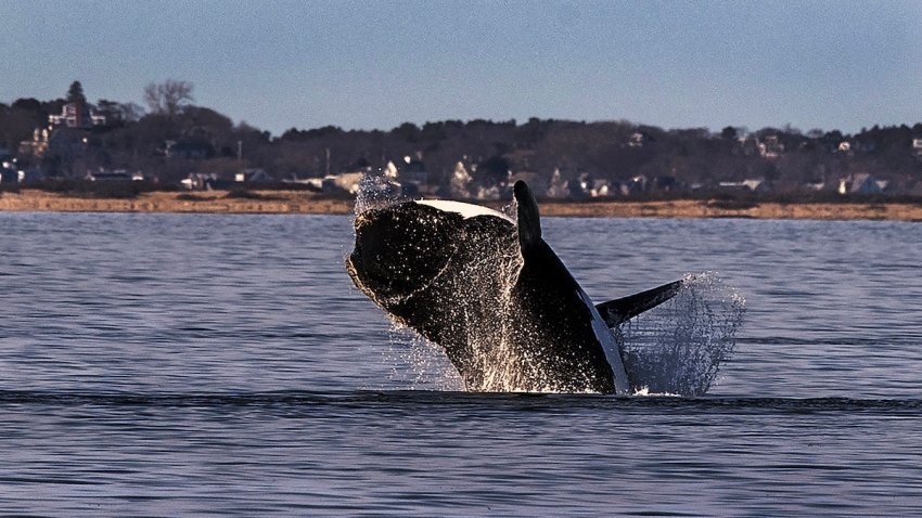 A North Atlantic right whale breaches in waters off of Provincetown/Truro.