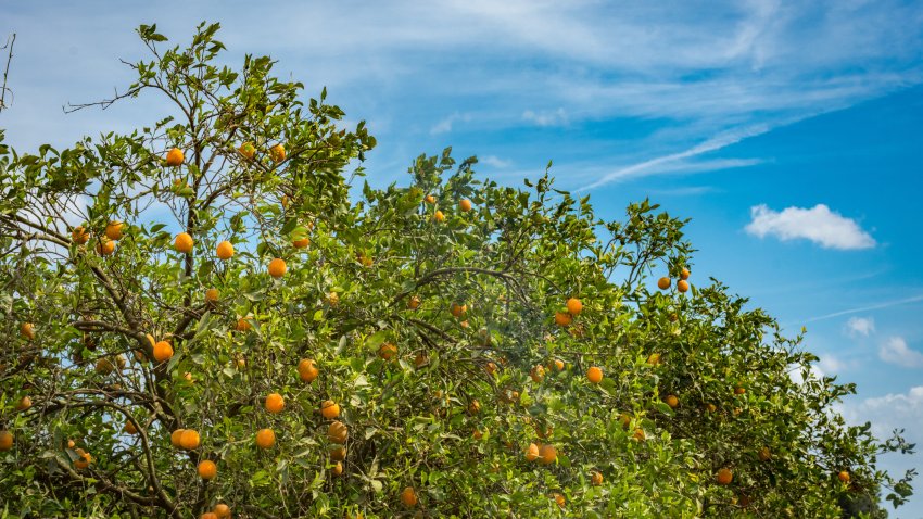 Summer Oranges