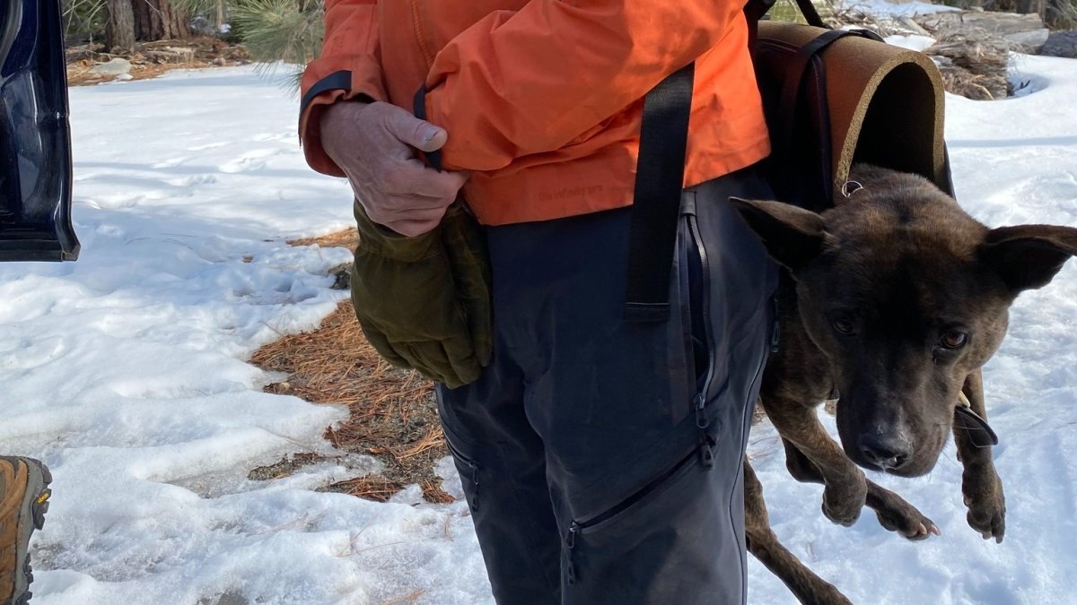 Dog survives 200-foot plunge down waterfall near Lake Tahoe – NBC Bay Area