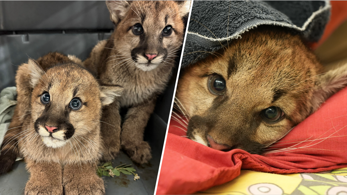 Oakland Zoo rescues 3 orphaned mountain lion cubs NBC Bay Area(00)