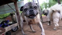 A rescued pug plays in the home of Cheryl Gaw in Johannesburg, South Africa, Tuesday, Jan. 14, 2025. (AP Photo/Alfonso Nqunjana)