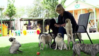 Cheryl Gaw and her pugs