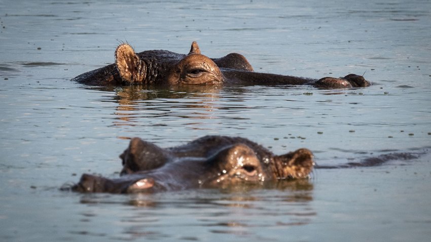 Hippos in the water in Uganda