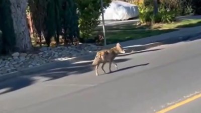 Menlo Park residents report increase coyote sighting to humane ...
